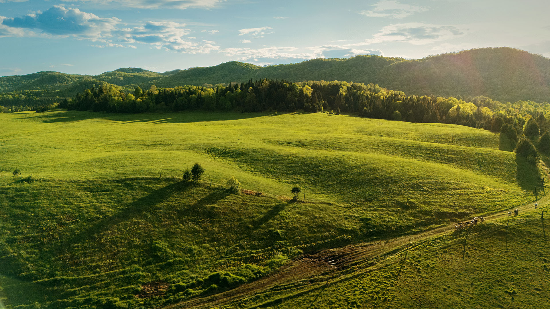 A large green area with animals and a forest