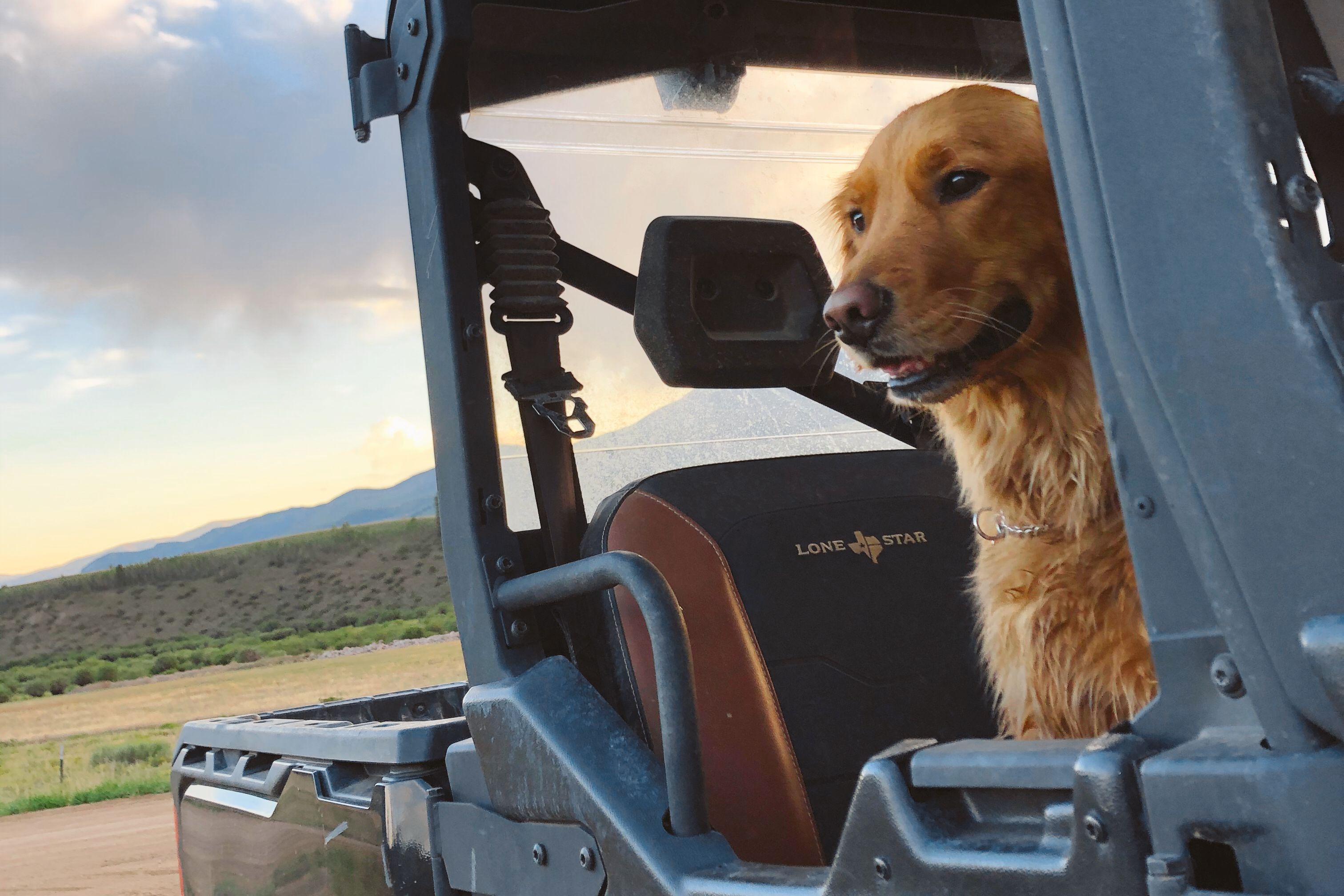 Close shot of a Red Retriever dog sitting in the back seat of a Can-Am Defender Lone Star