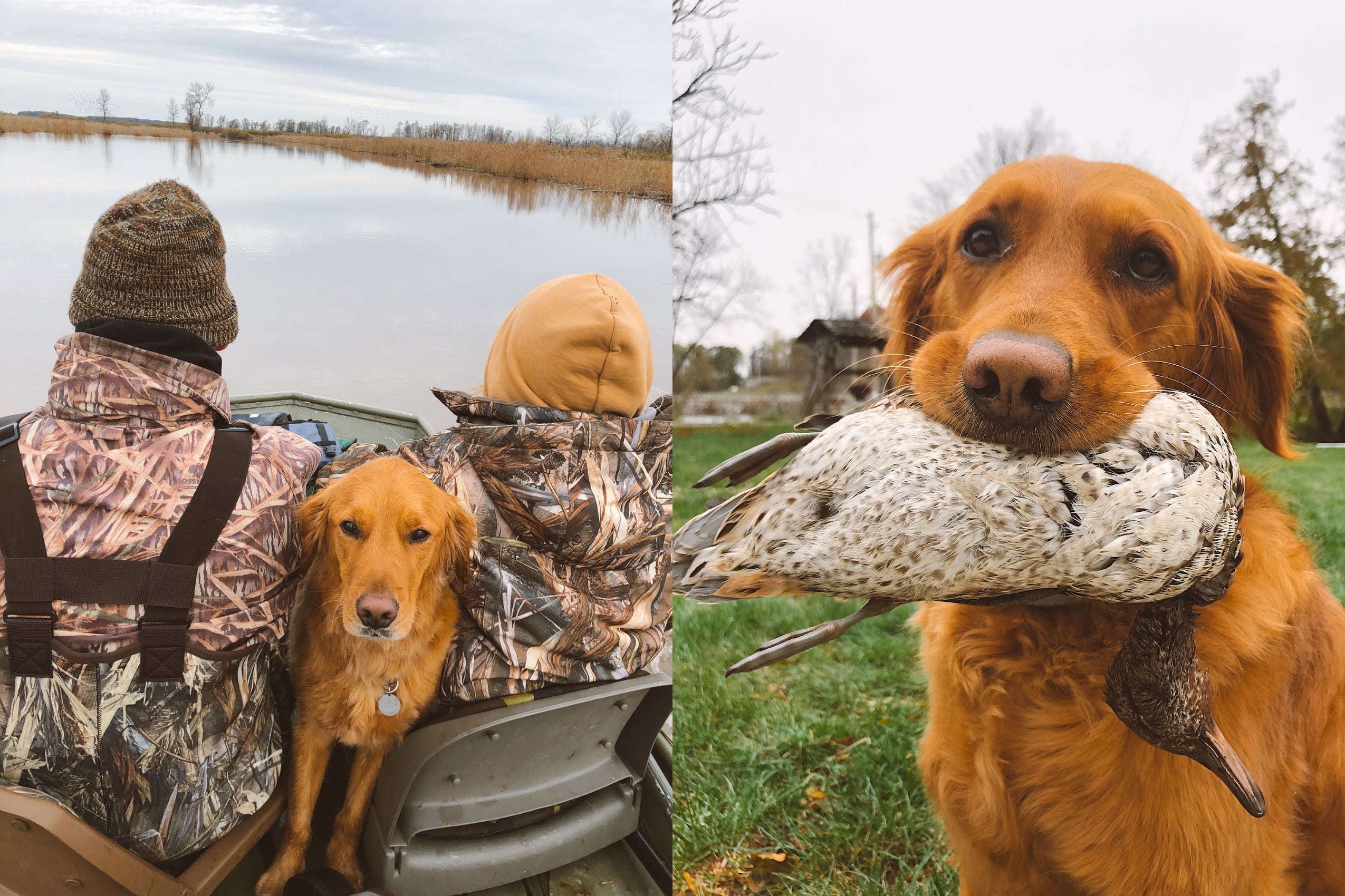 A collage of two pictures of a Red Retriever dog going hunting