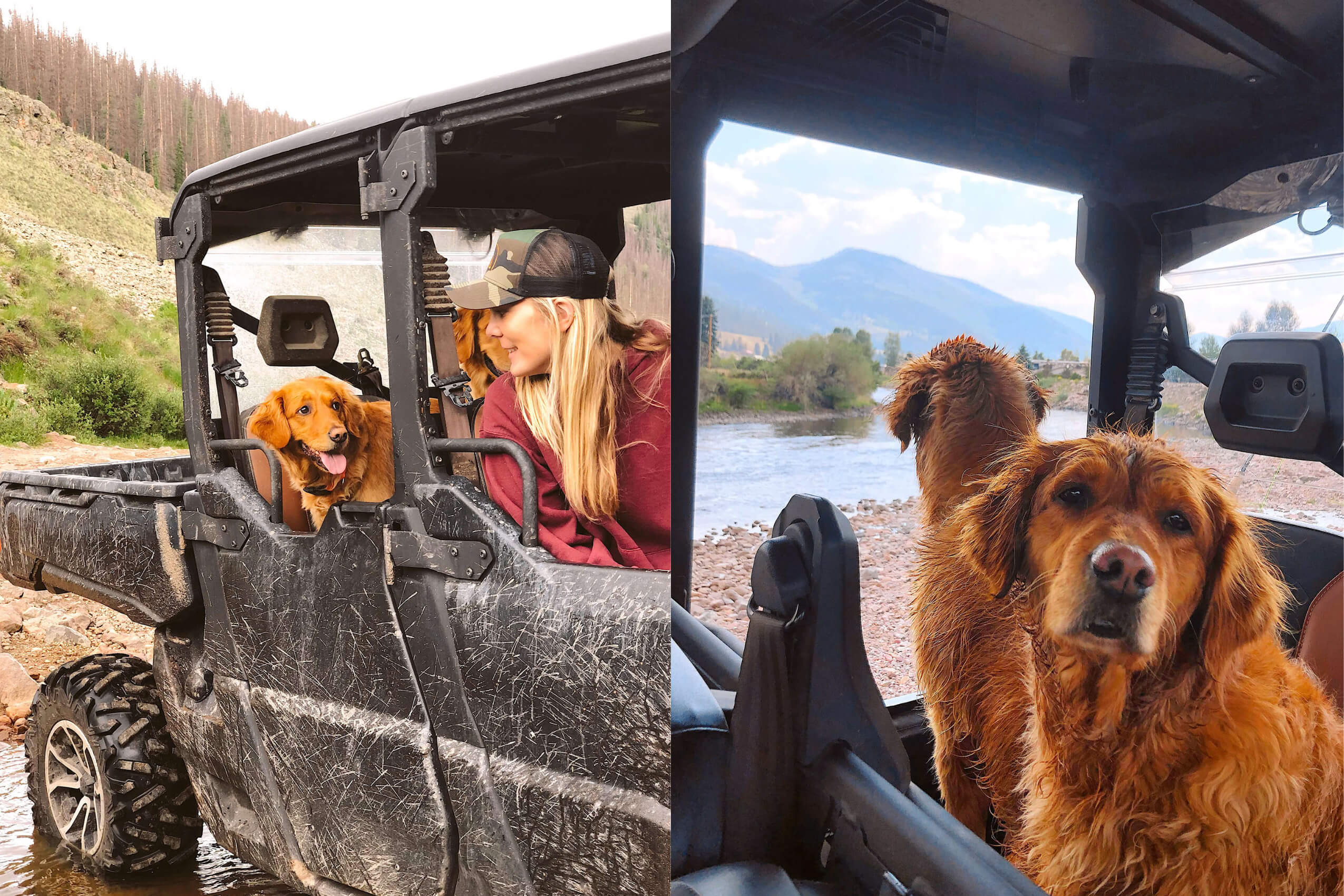 A collage of two pictures of Red Retriever dogs in a Can-Am Defender Lone Star side-by-side