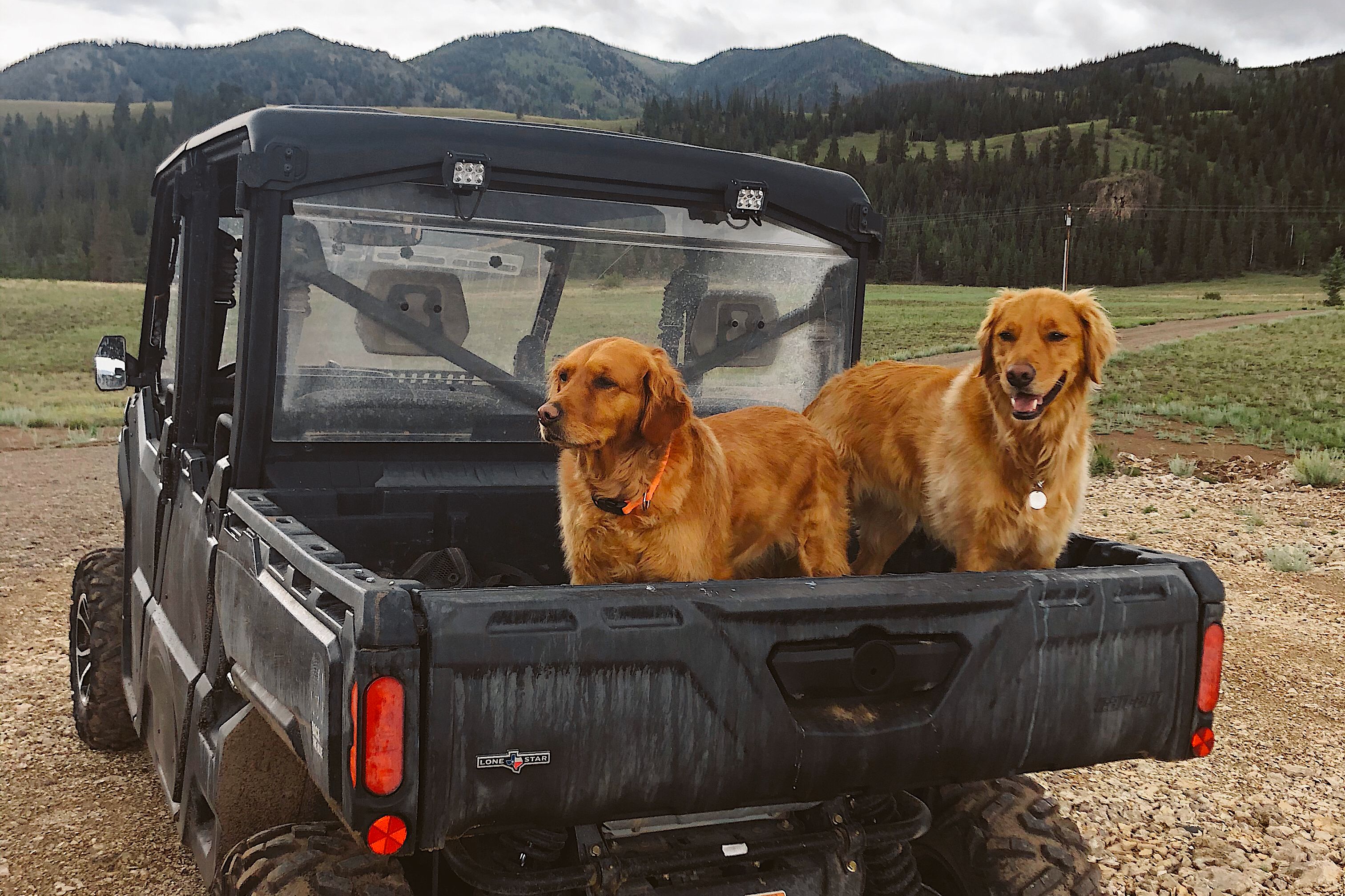 Two Red Retrievers dogs sitting on a Can-Am Defender cargo box