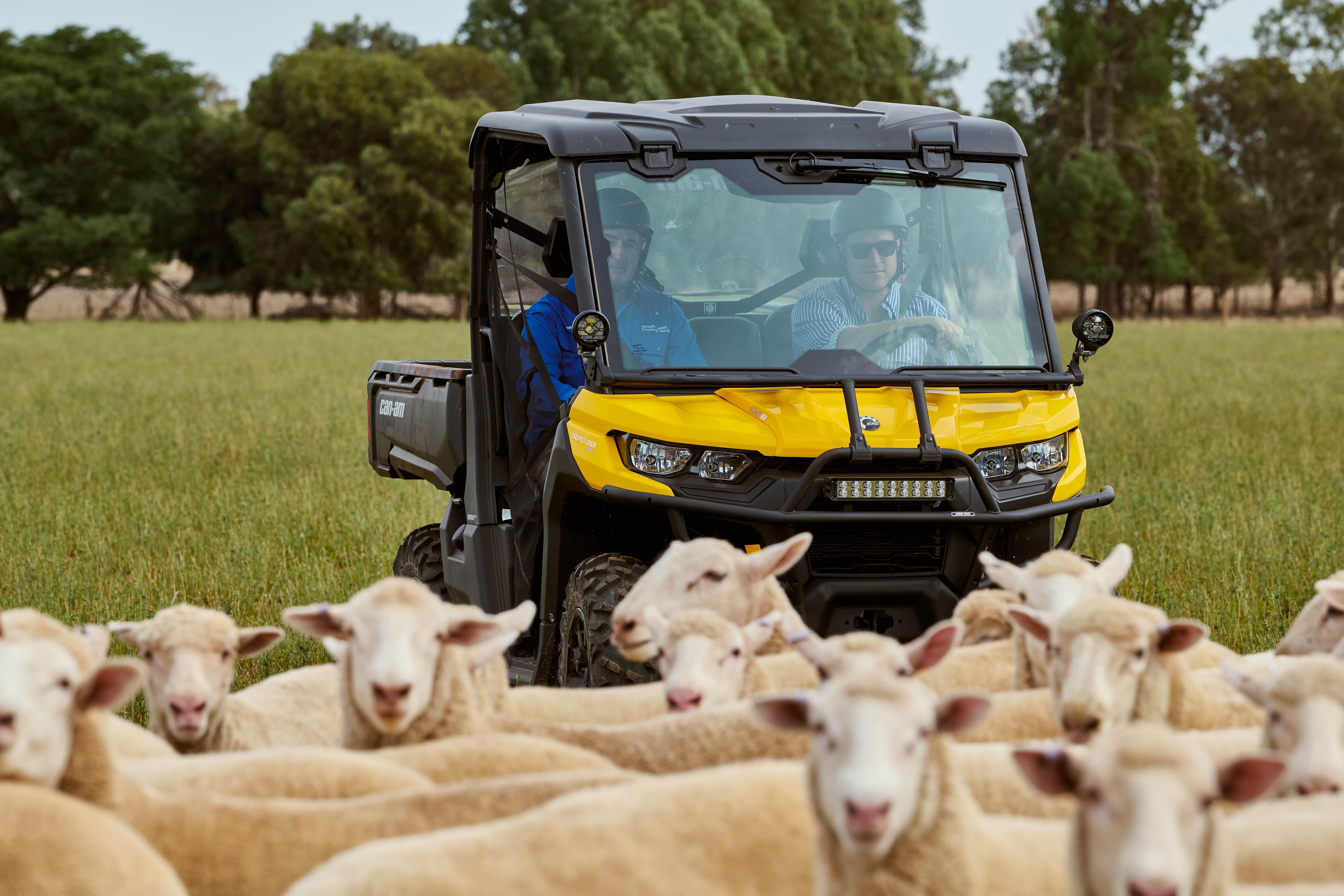 Defender vehicle with goats