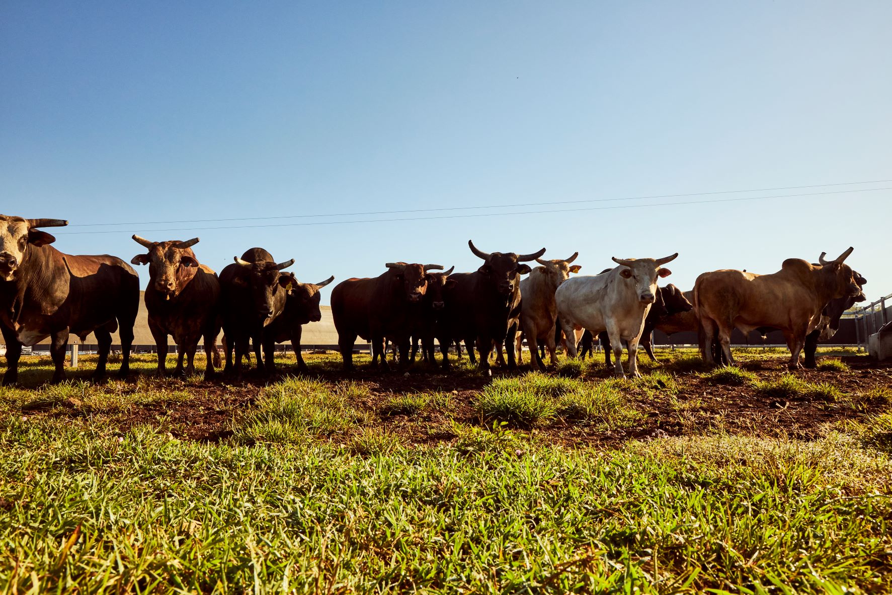 A field full of bulls staring at the camera with a bright blue sky in the background. 