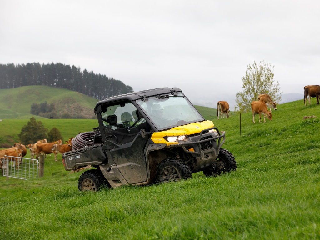 Yellow Can-Am Defender driving through grass with cows in the background 