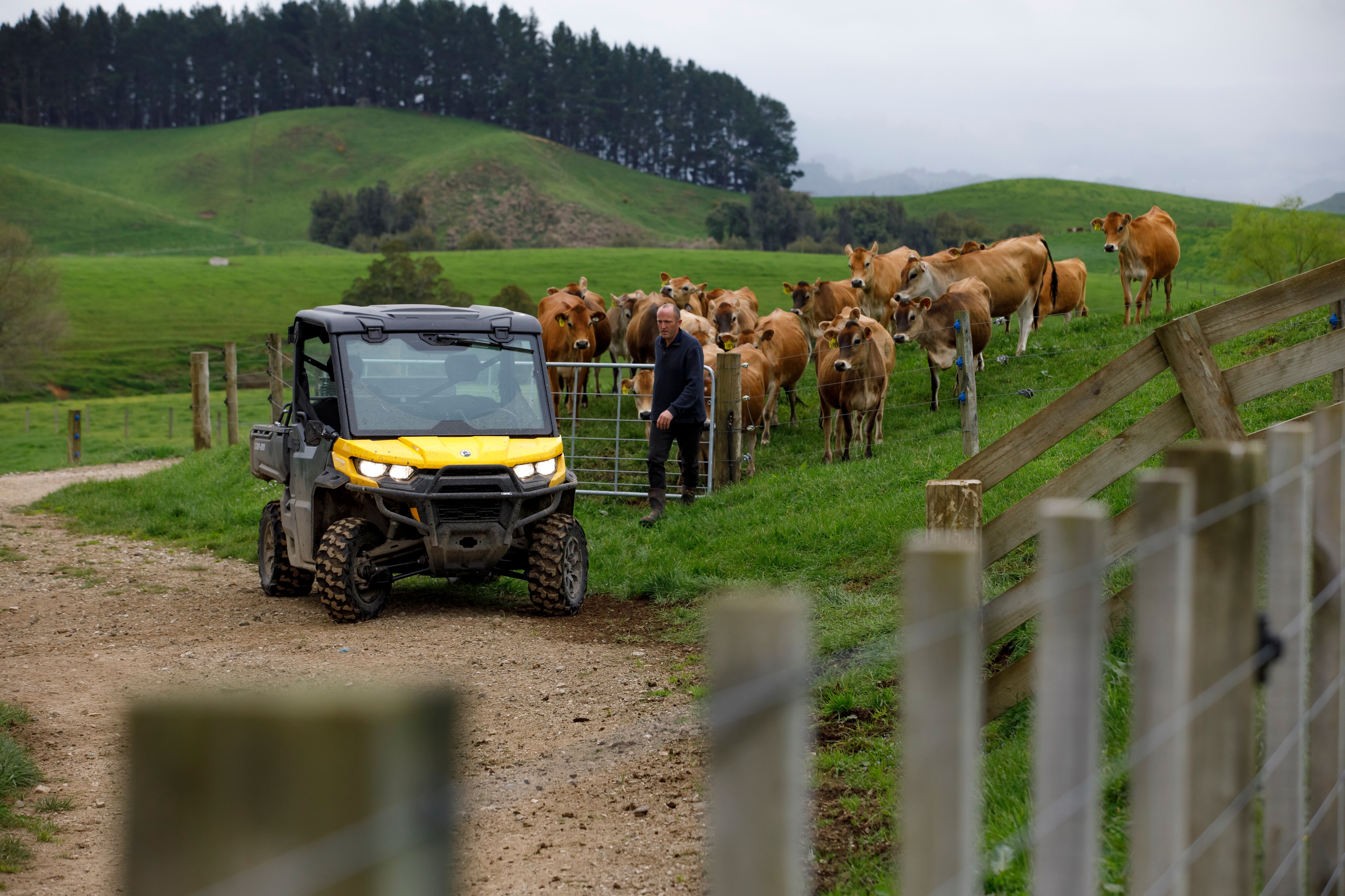 Australian farmer with a herd of cows