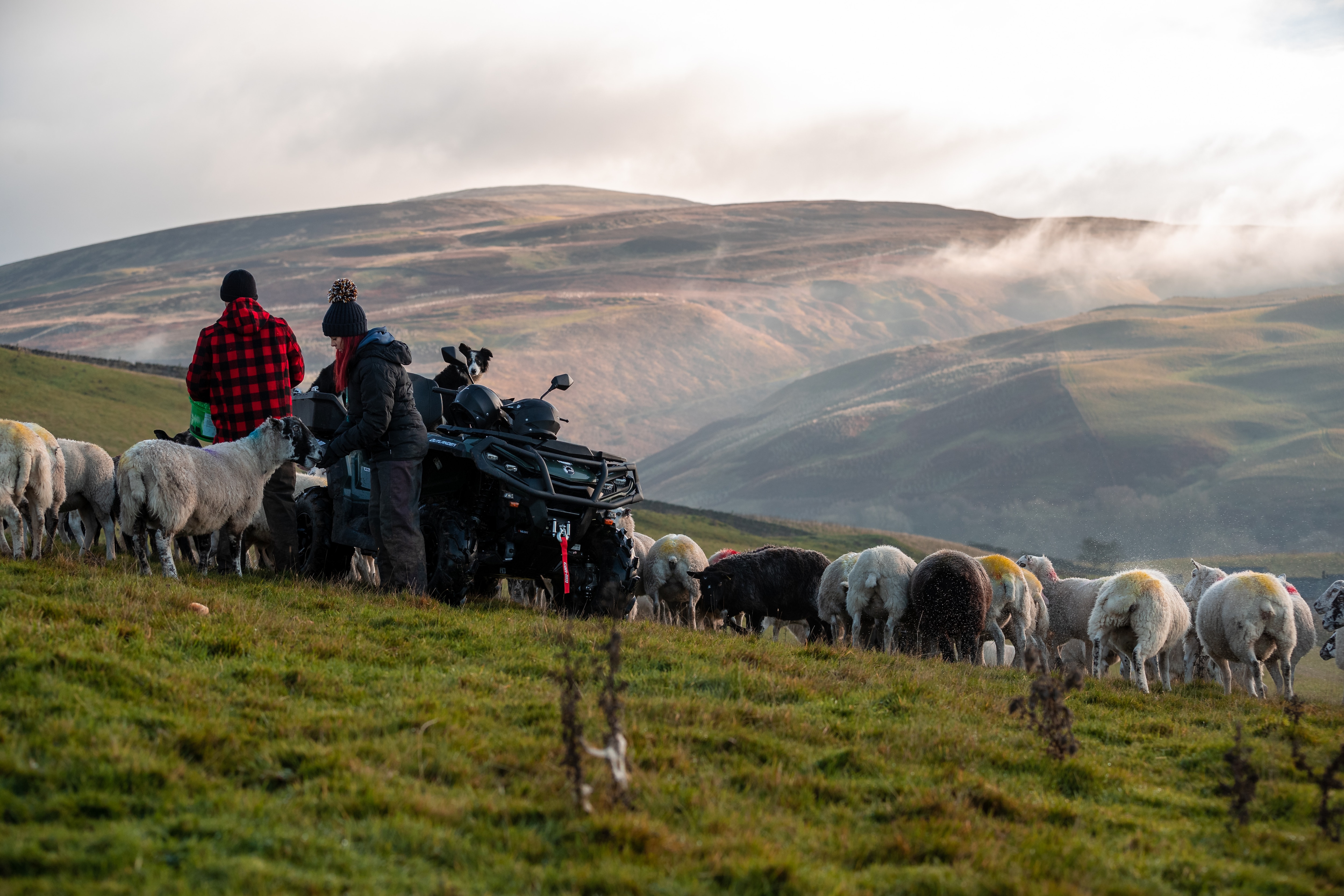 Shepherds with their flock of sheep next to Can-Am Outlander