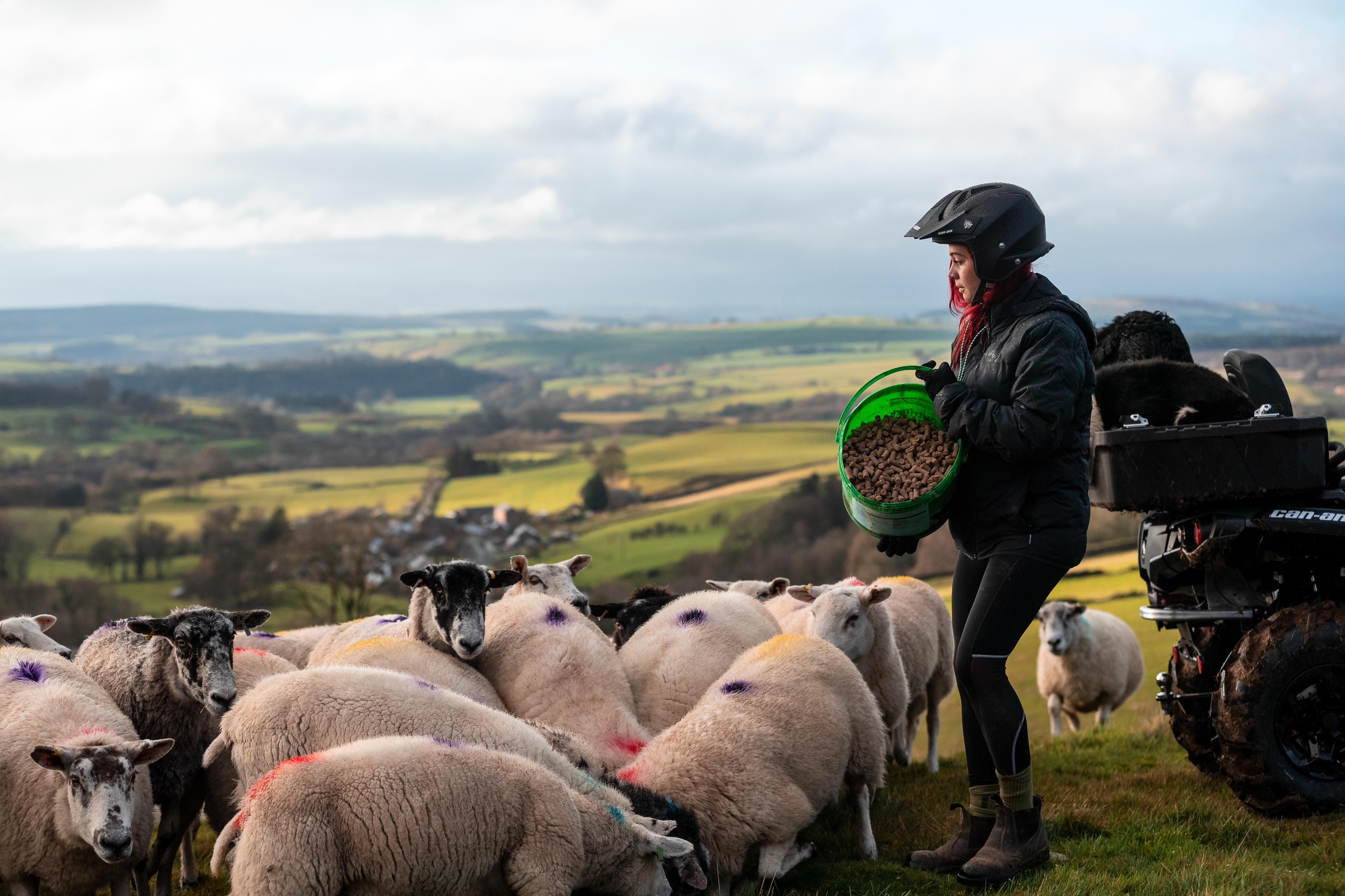 Hannah Jackson bei der Schafsfütterung
