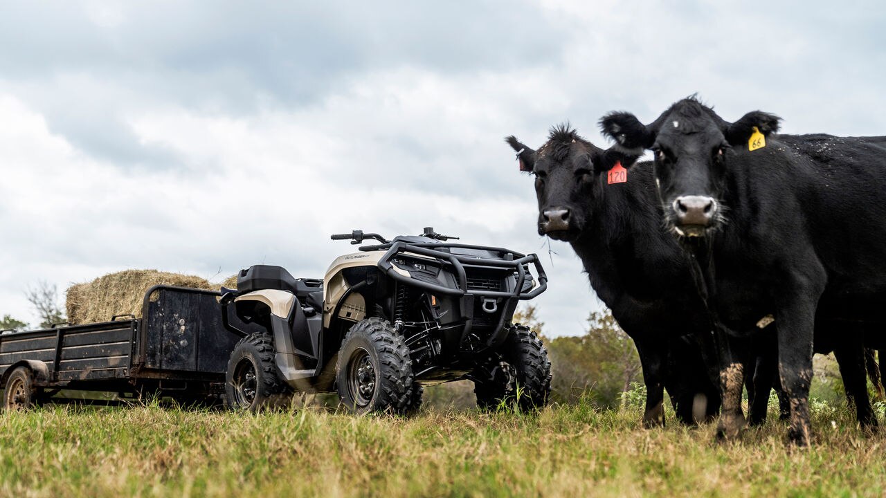 Um ATV ao lado de vacas rebocando ração
