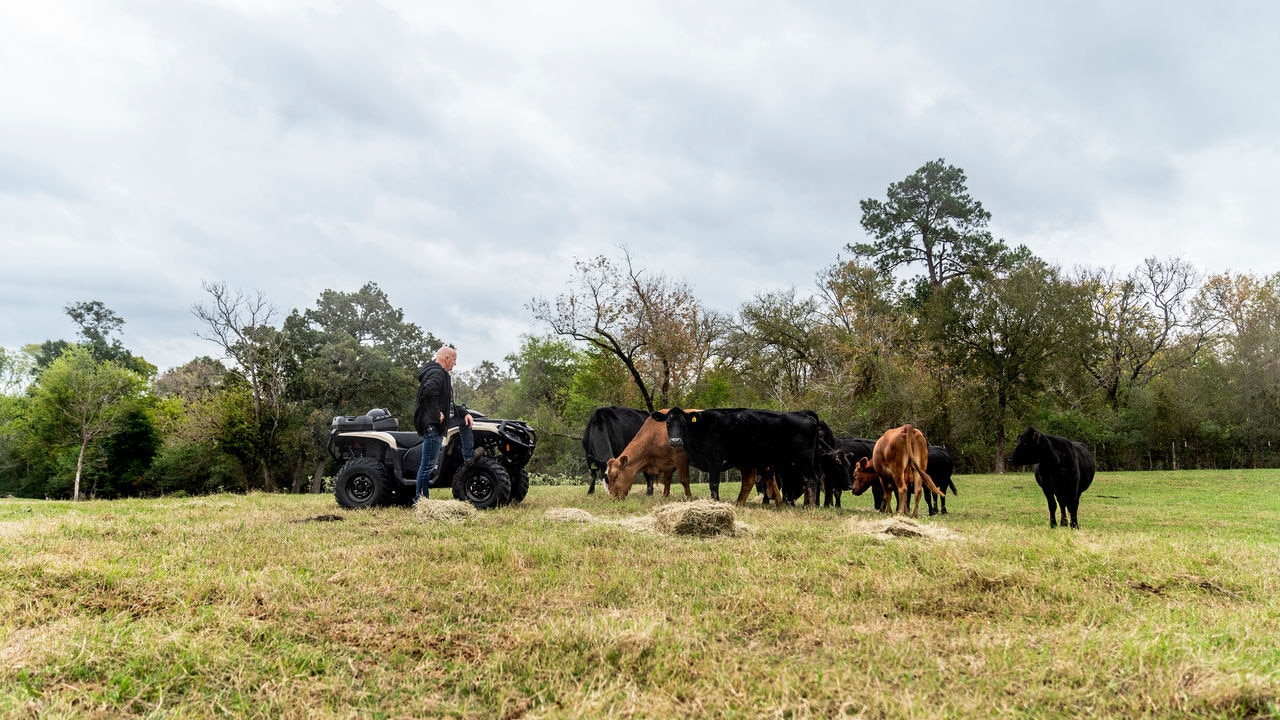 Um fazendeiro em um campo com seu gado e seu Can-Am Outlander PRO