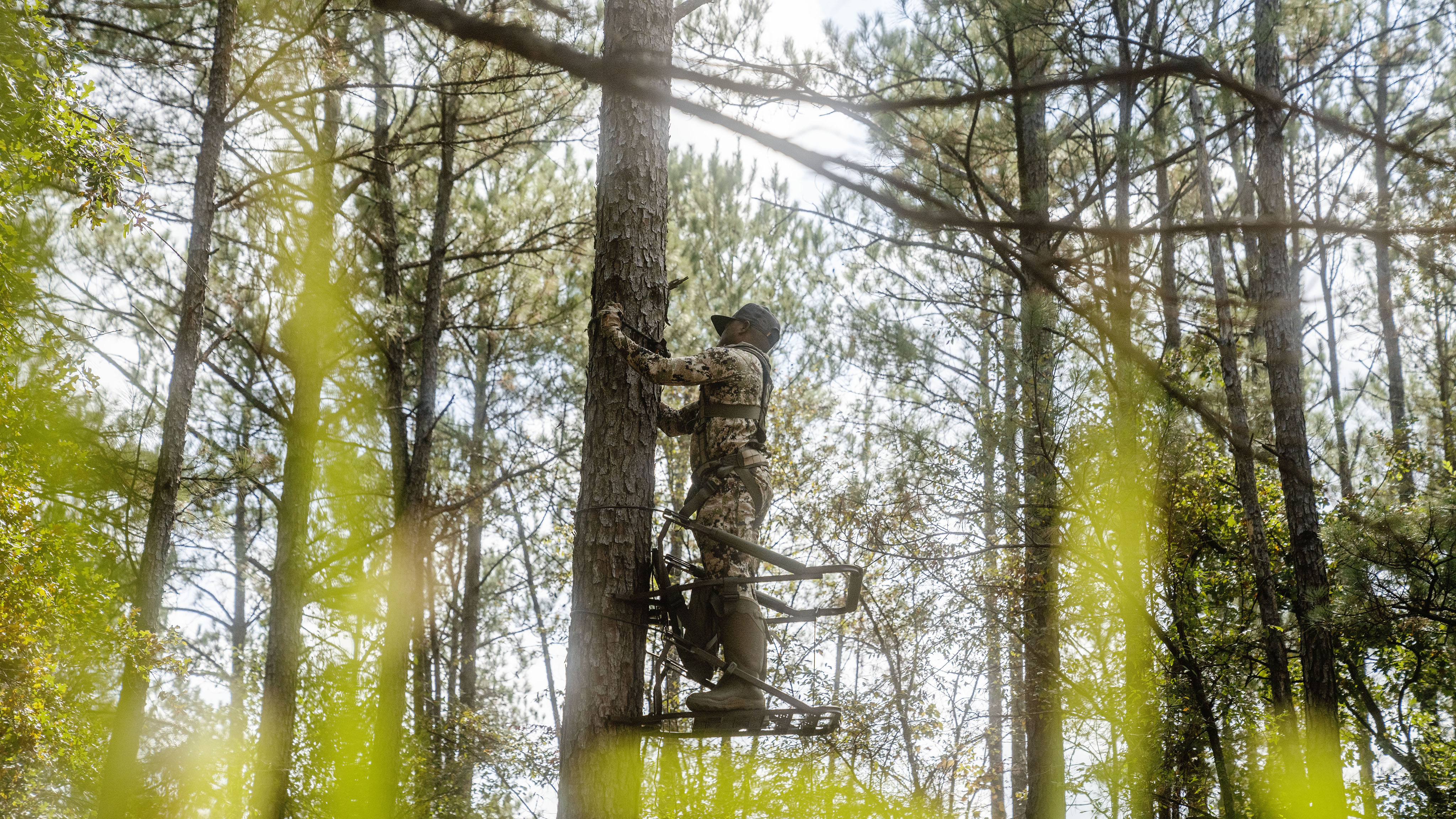 A hunter in a tree installing his tree stand as the sun peers through the forest