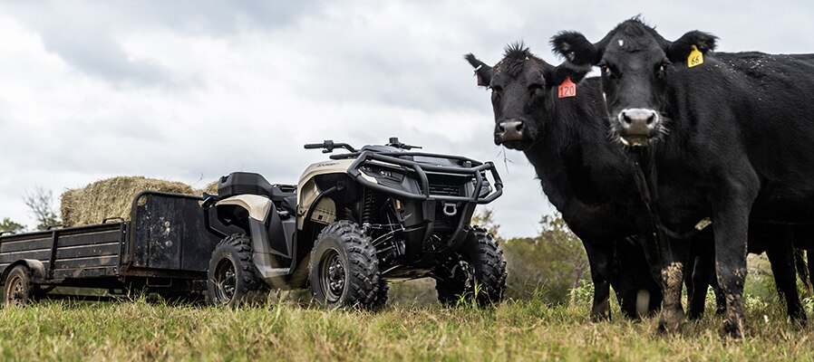 Can-Am Outlander Pro con un remolque junto a las vacas