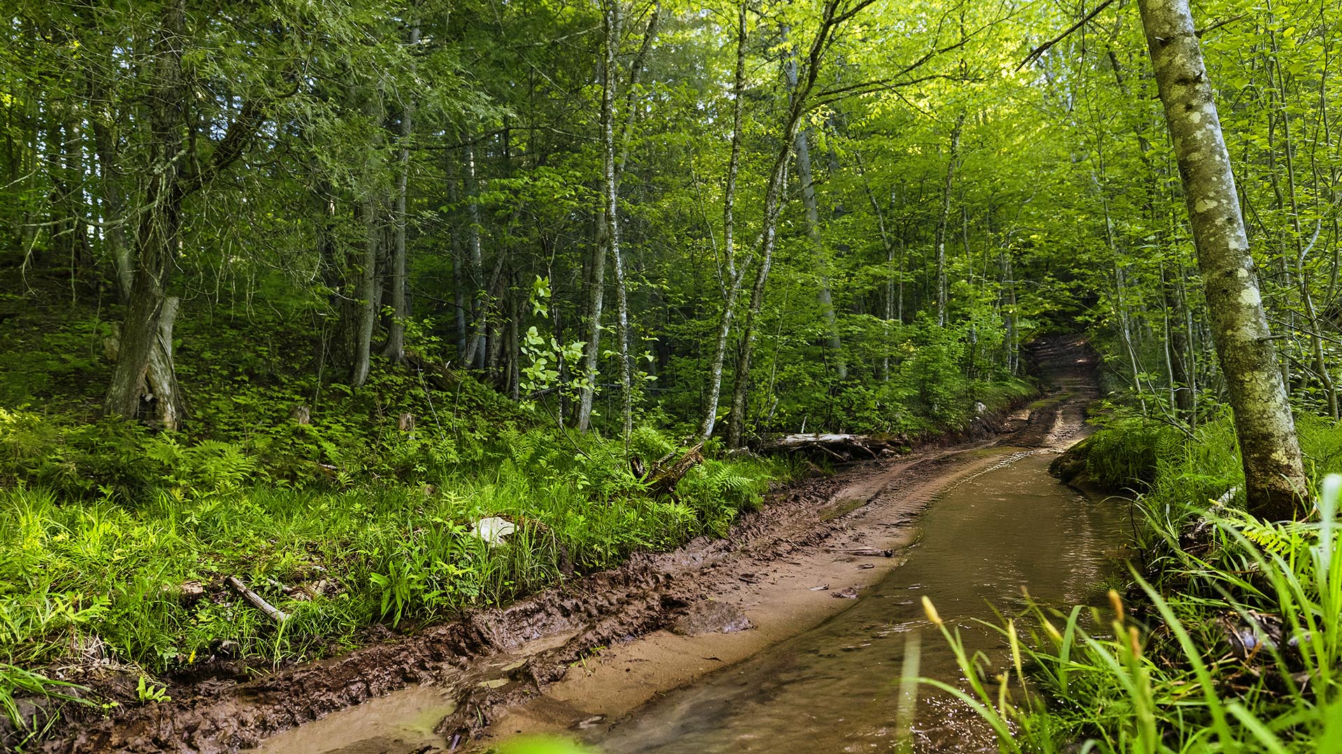 A forest trail with water