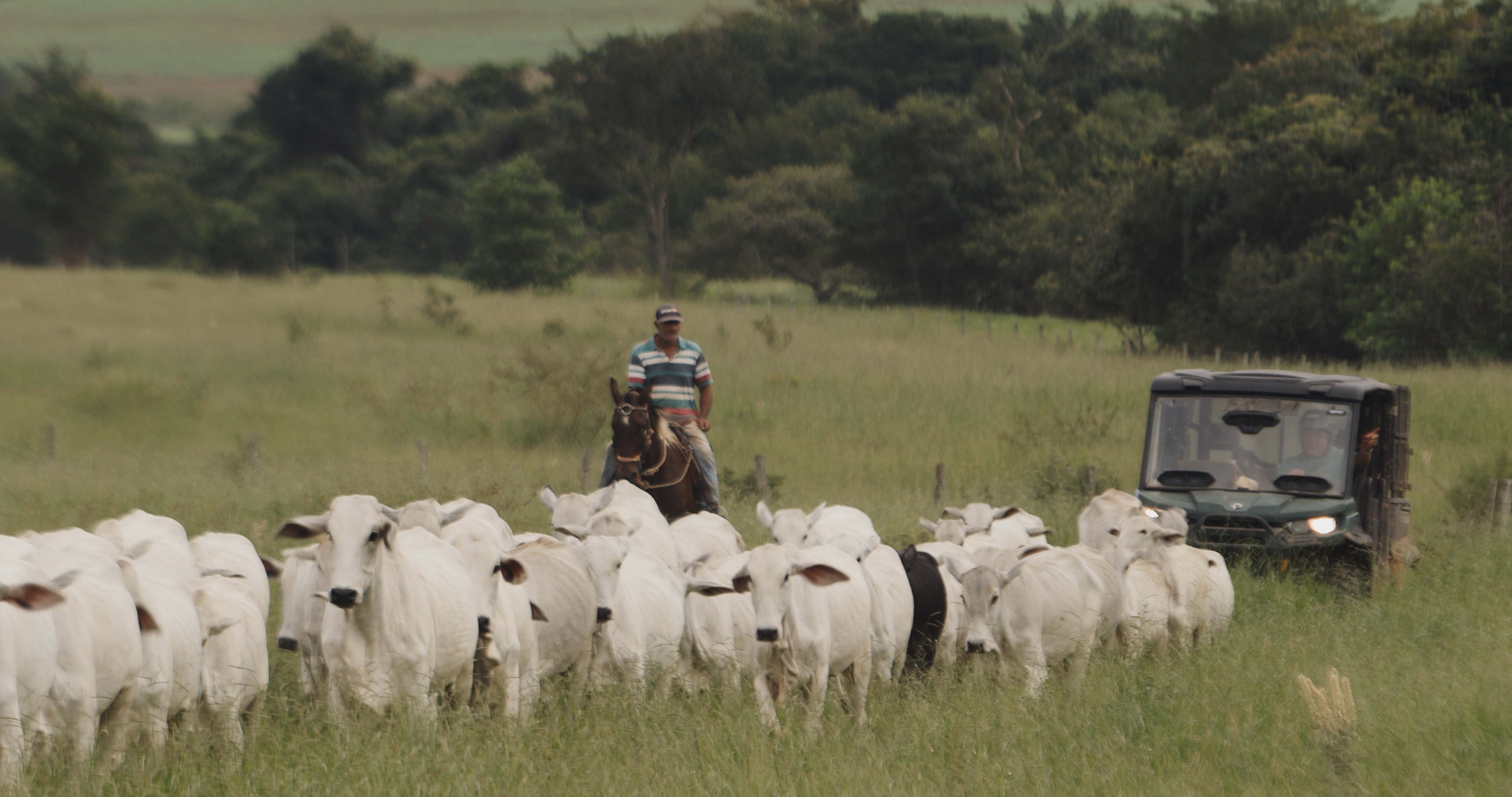 Agricultores trabalhando em um campo com gado e um veículo Can-Am