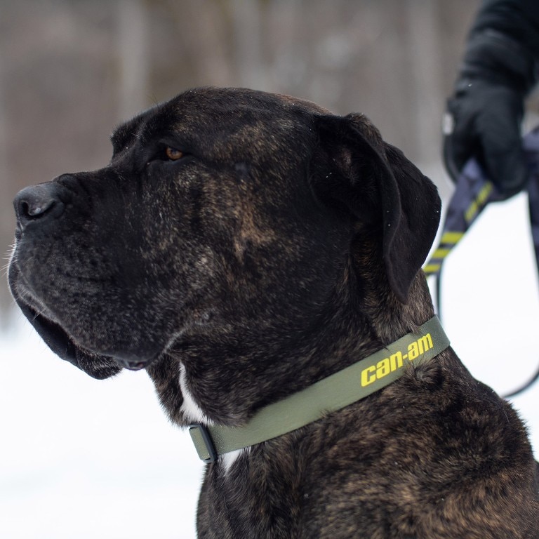 dog leads for large dogs