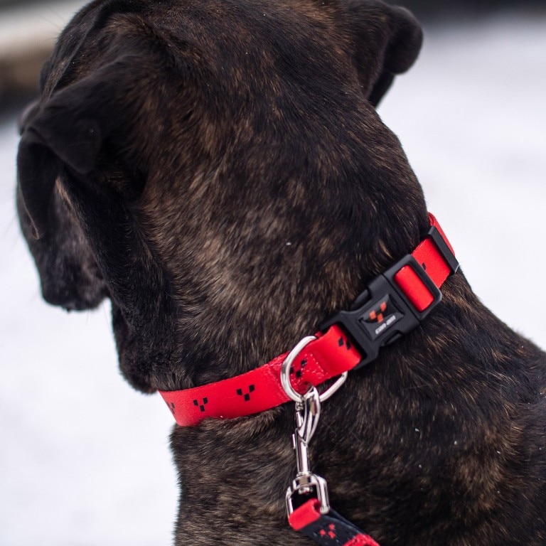 collars and leashes for large dogs