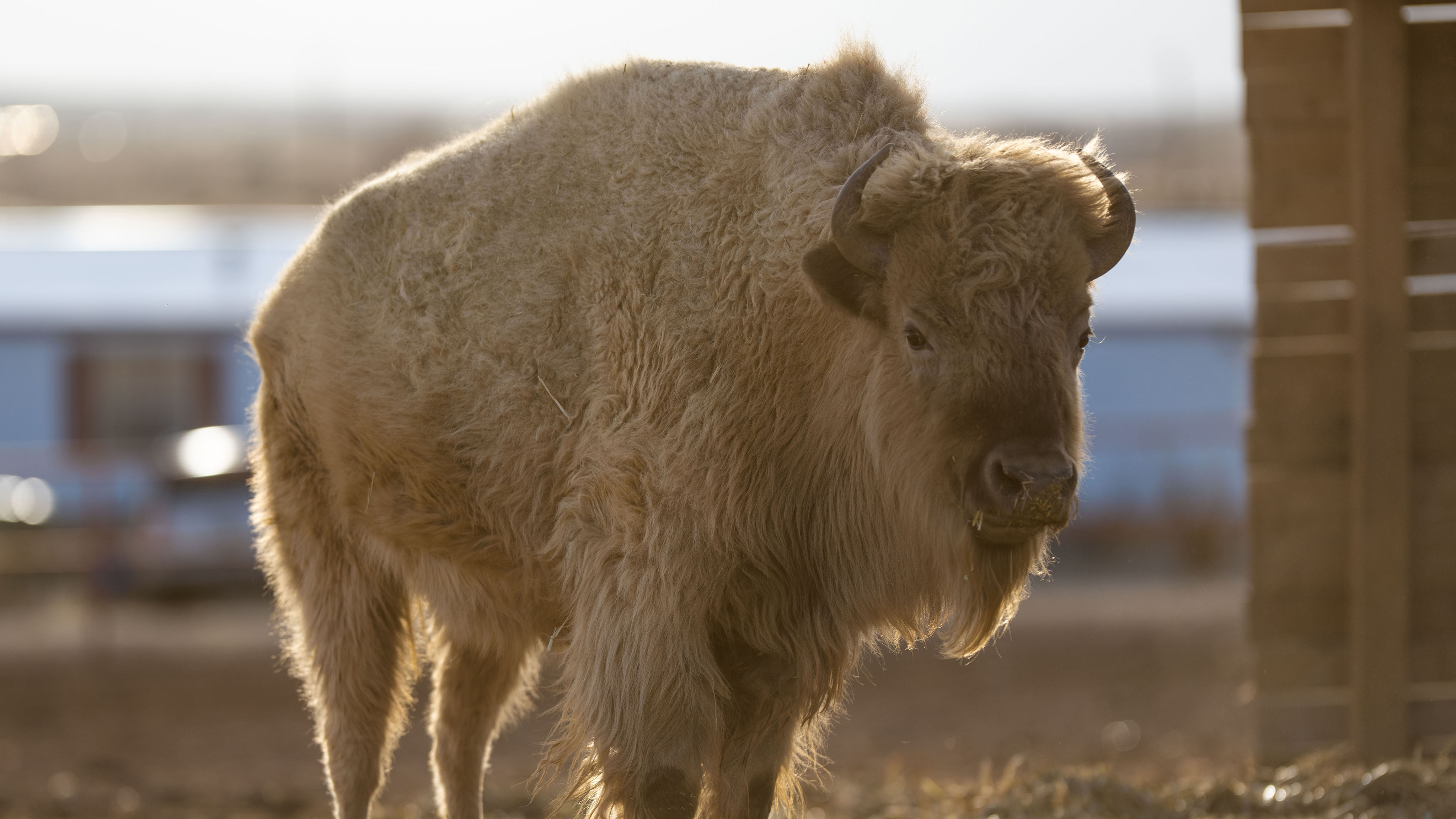 Un bisonte del BMF Ranch de Donald Cerrone