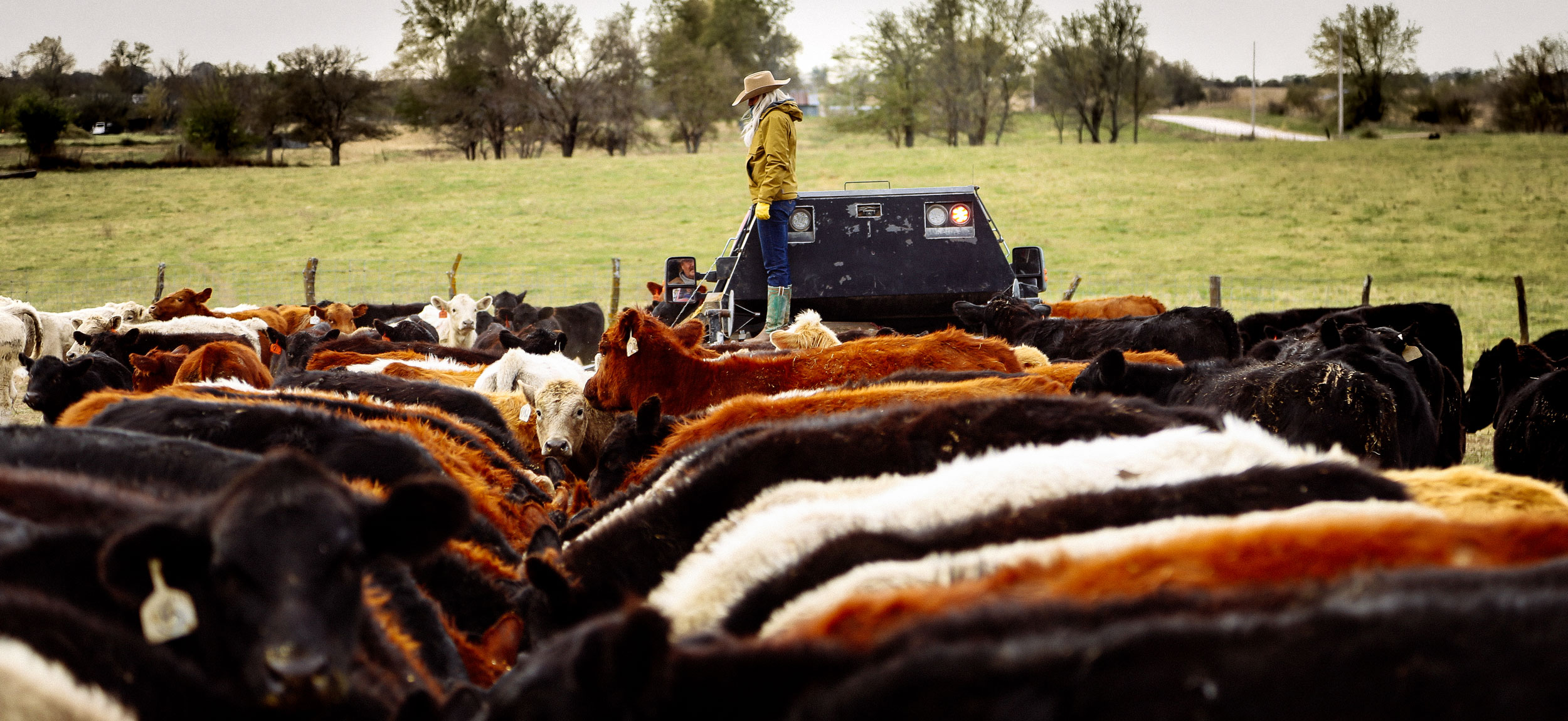 Alex Templeton de pie sobre una máquina agrícola cerca de muchas vacas