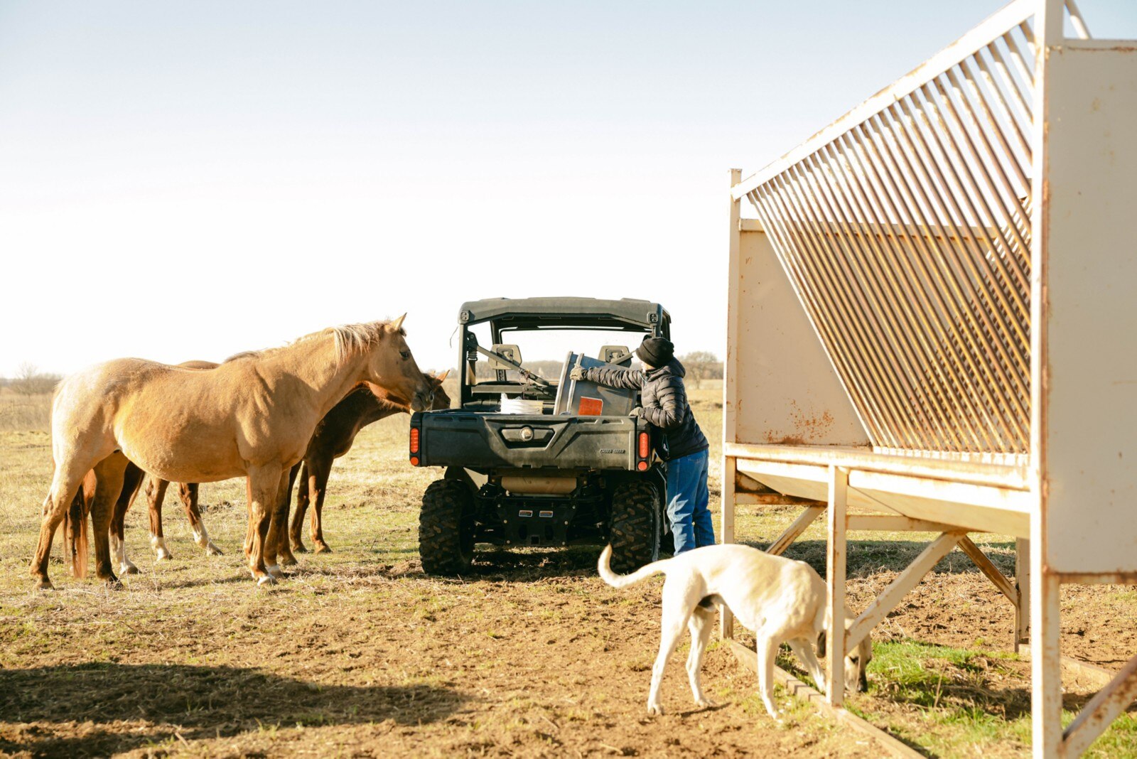 A ranch worker filling a recipient with horse food, surrounded by their horses. 