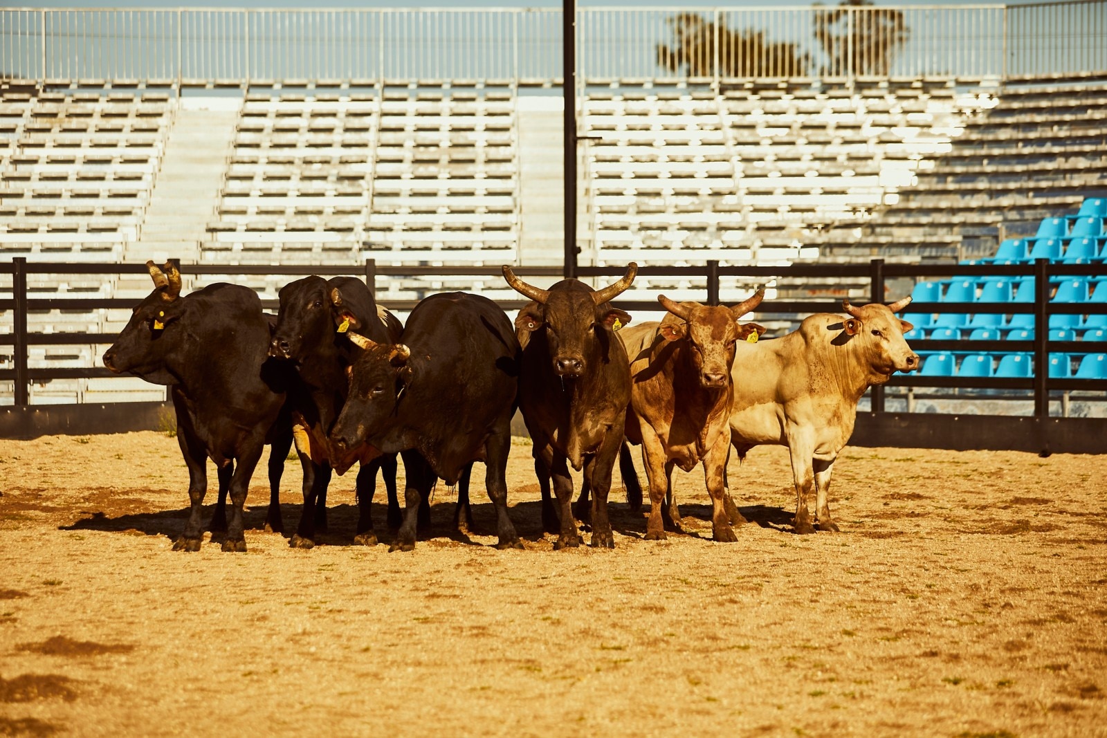 6 bulls standing next to one another in a competition ring with spectator stands in the background.