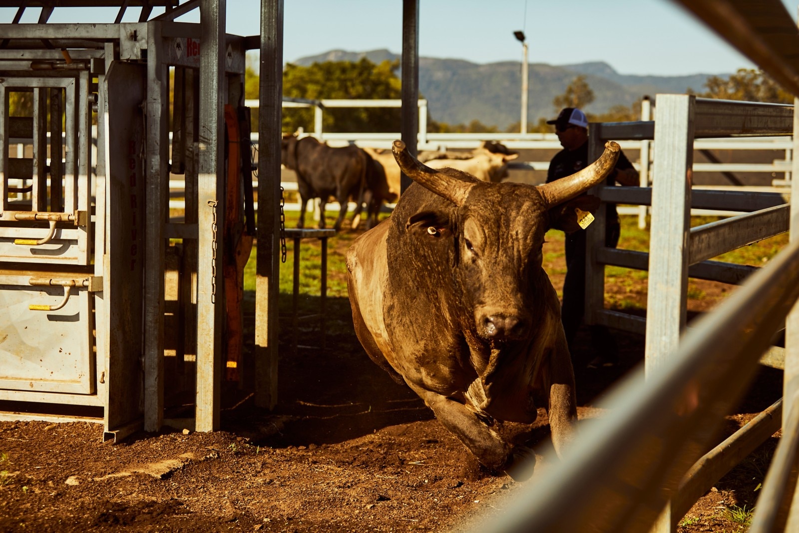 A Dittman bull racing out of its pen, around a corner and into the competition ring. 