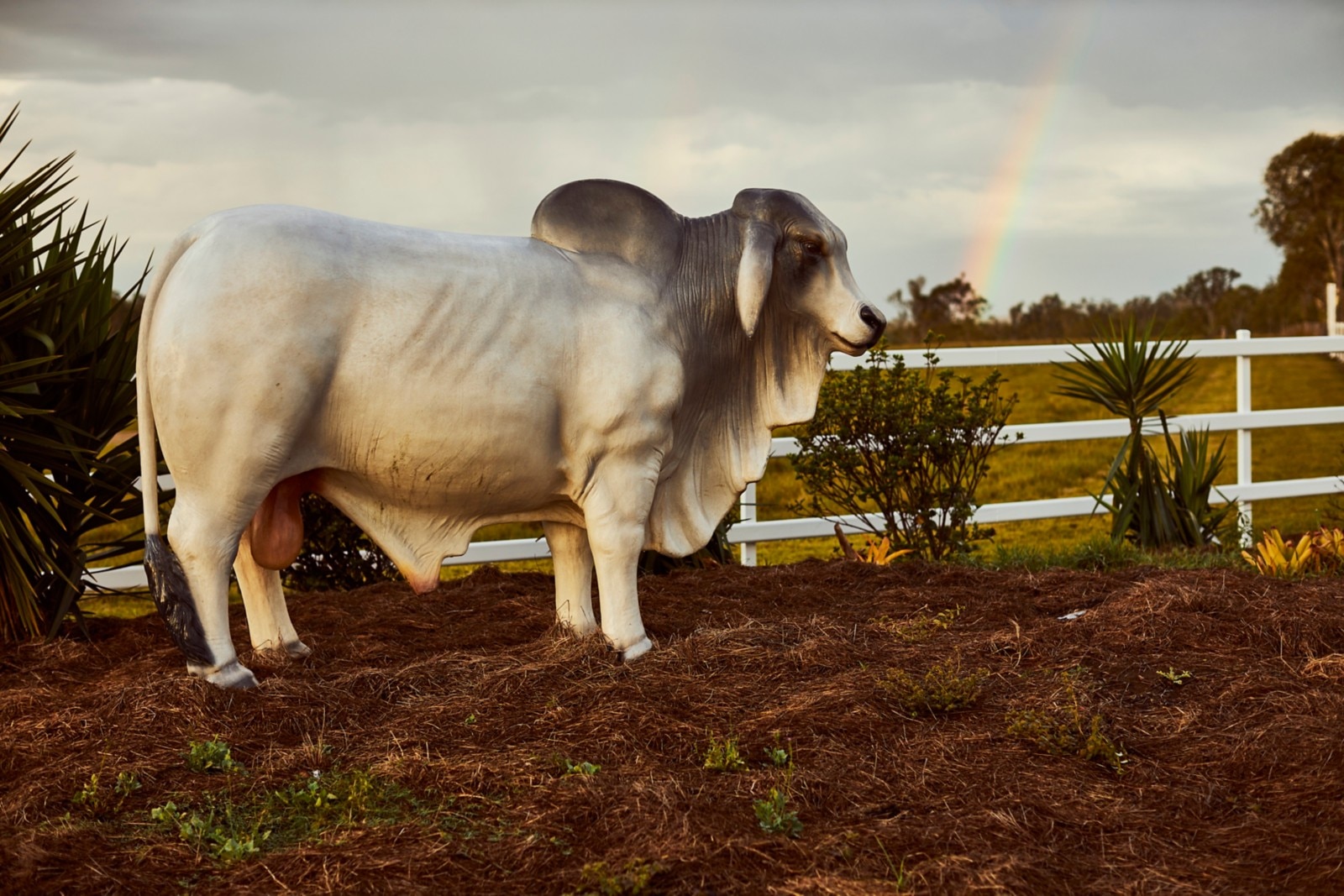 Statue of an old white bull in a field with dark clouds and a rainbow in the background. 