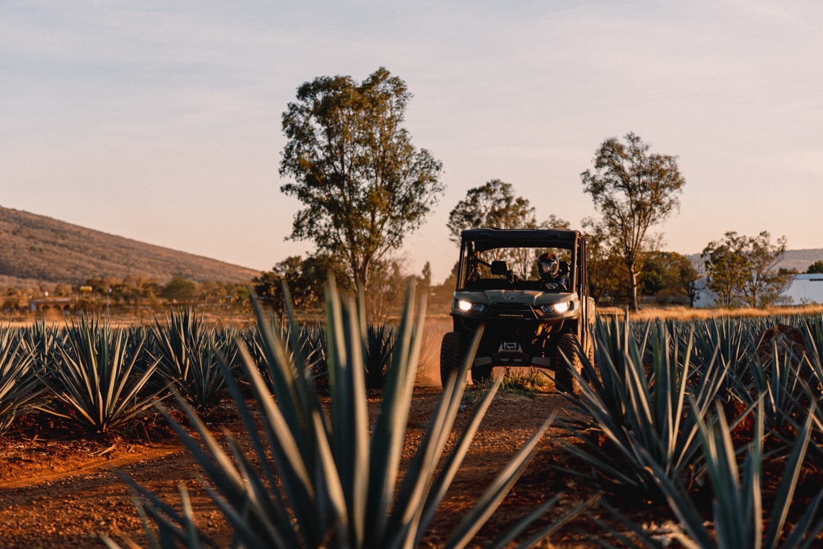 A farmer driving his Can-Am Defender down a path in an agave field as the sun sets behind. 