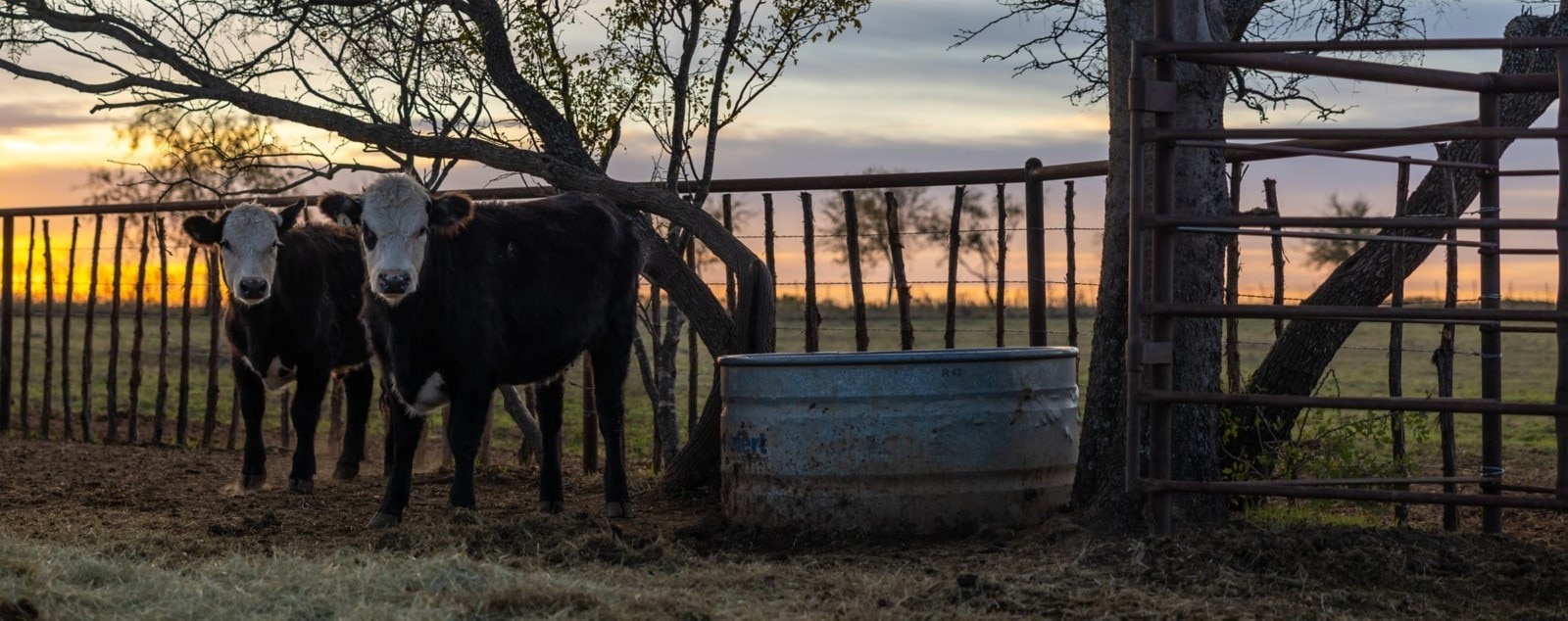 2 cows at the farm at sunset
