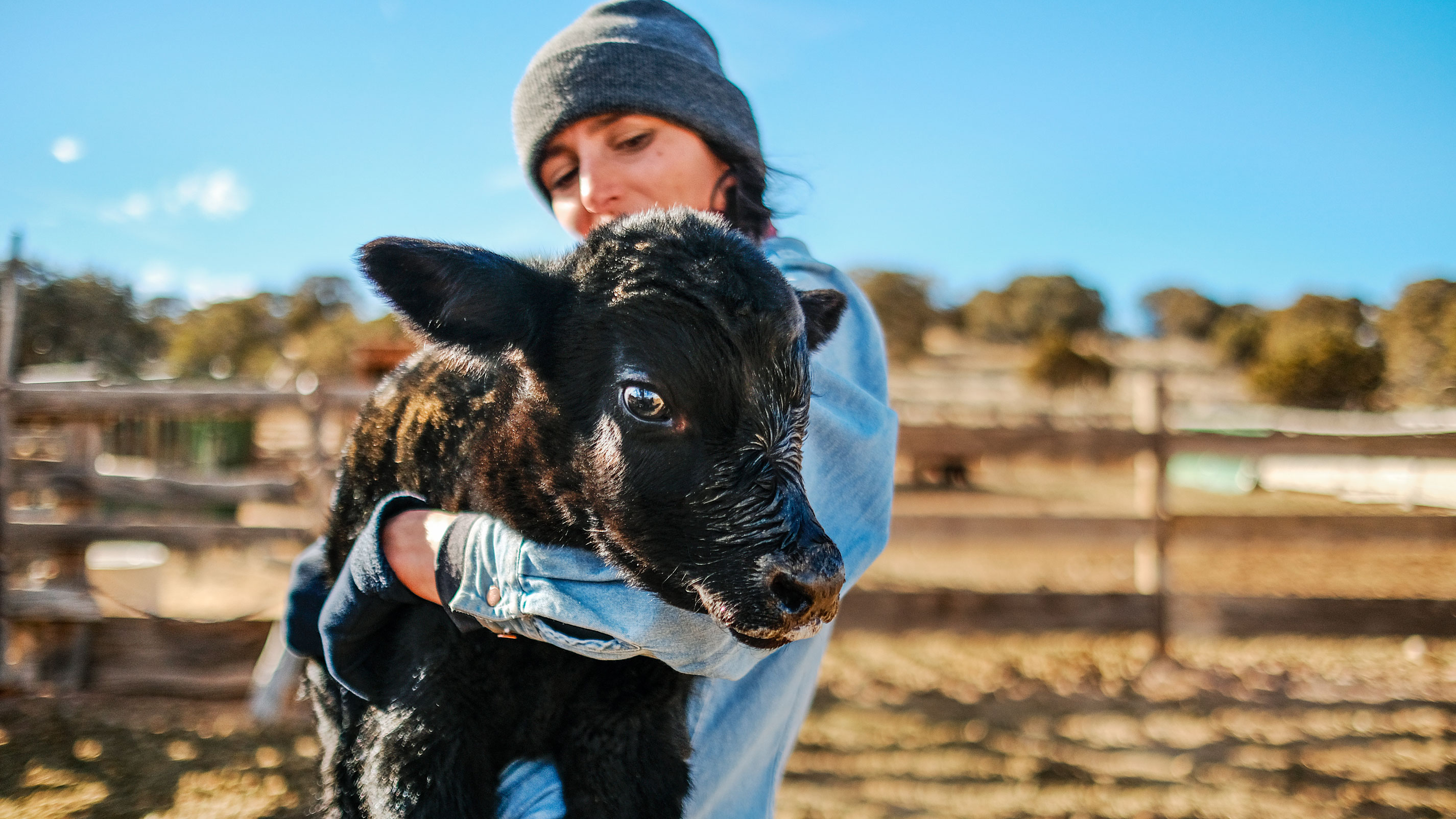 A woman holding up a baby cow on a ranch