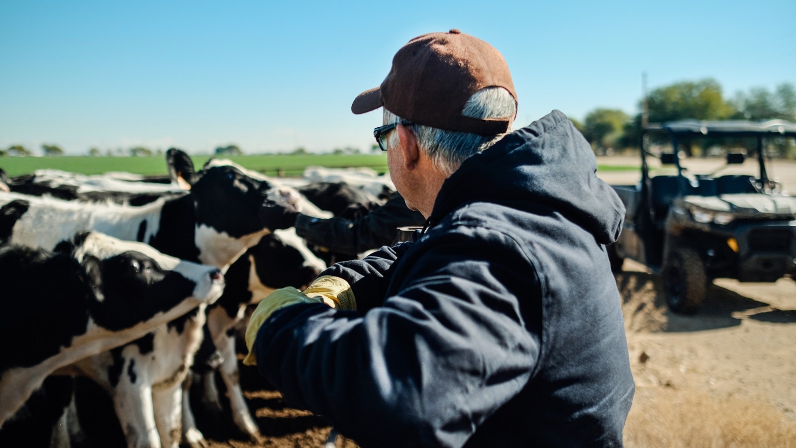 A man in a cap looking at a some cows