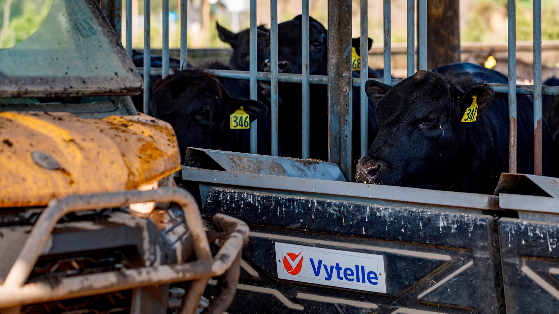 Beef cattle beside a Can-Am vehicle