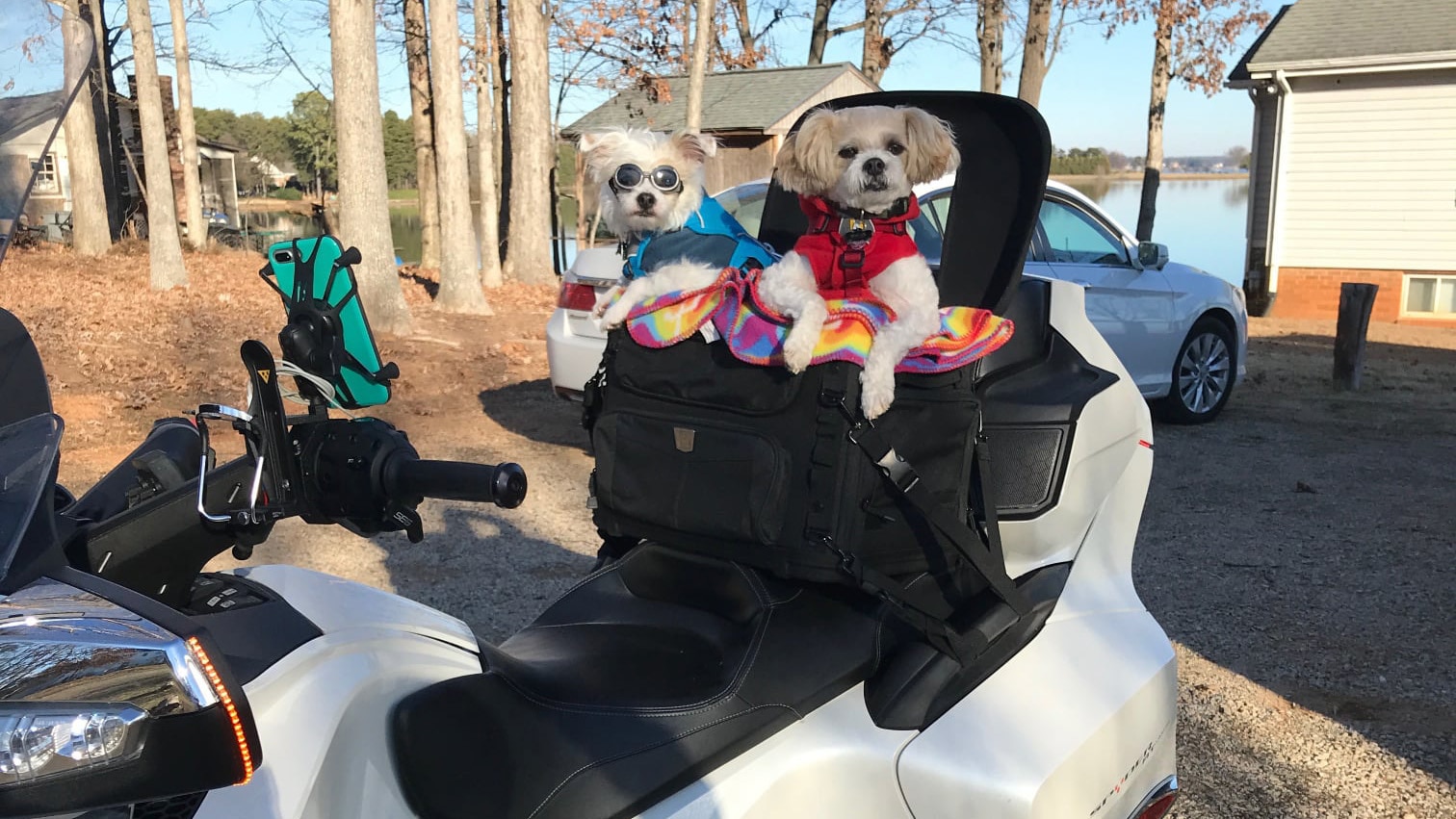 Les chiens de Mihee Olsen sur son véhicule Can-Am Spyder