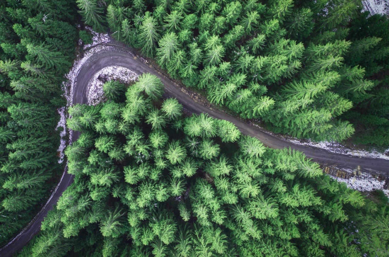 Un camino nevado en un bosque de abetos 